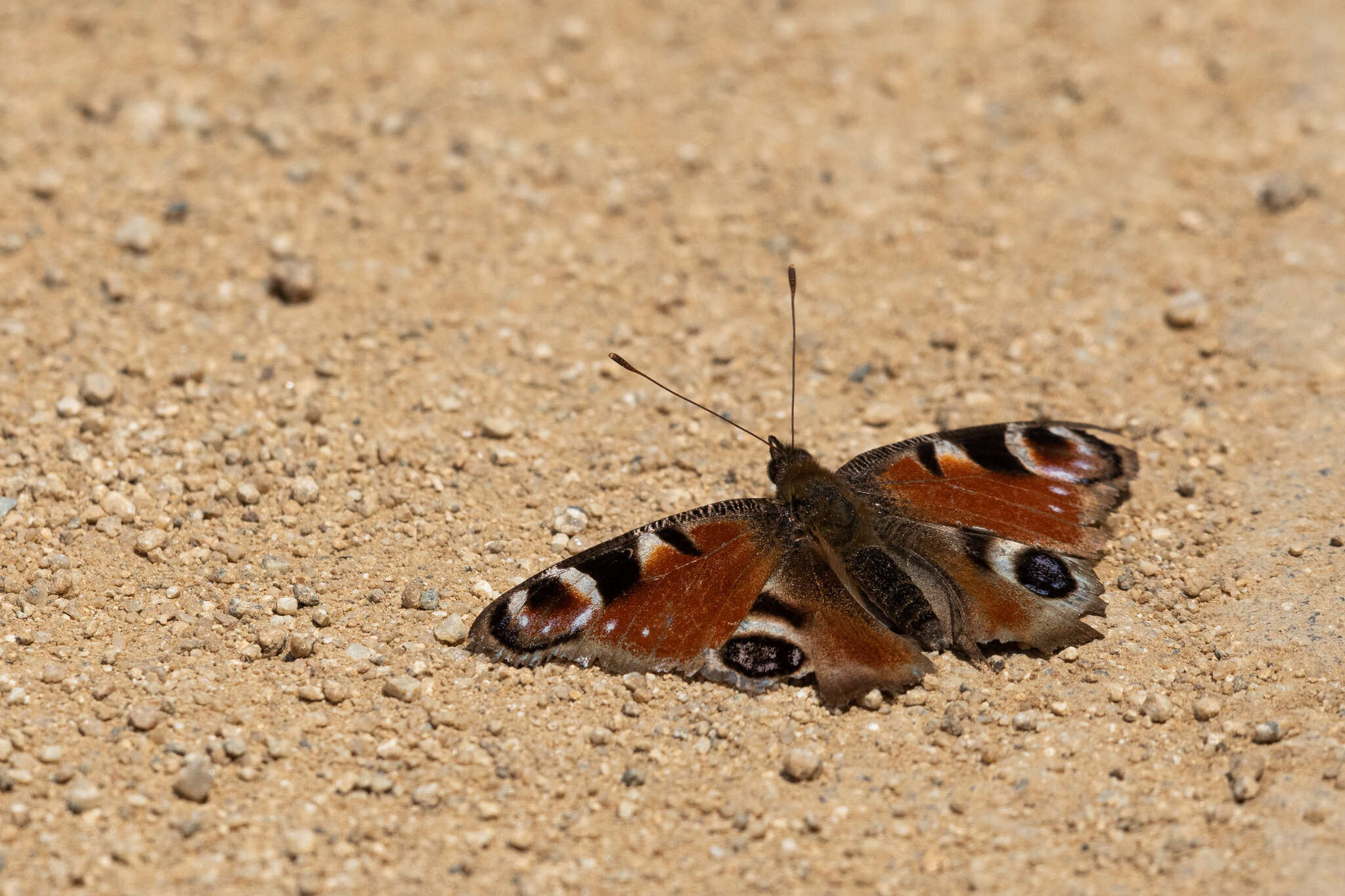 Image of Aglais io geisha (Stichel 1908)