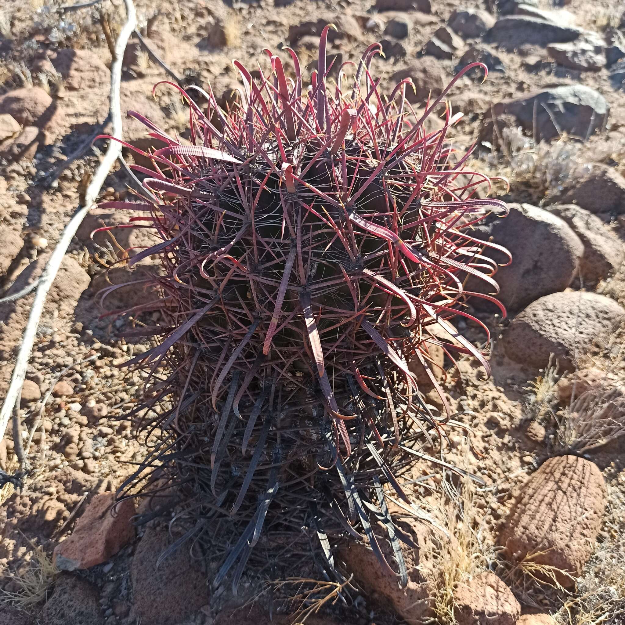 Image of Ferocactus gracilis subsp. tortulispinus