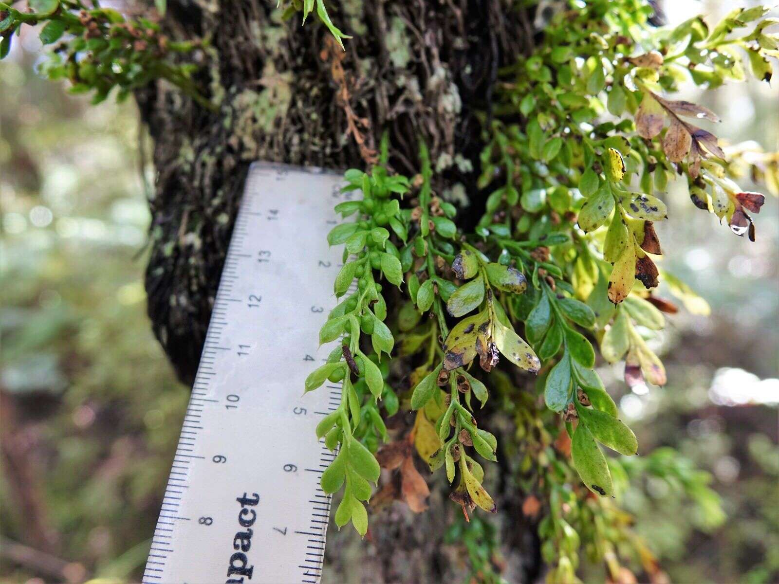 Image of Tmesipteris lanceolata Dangeard