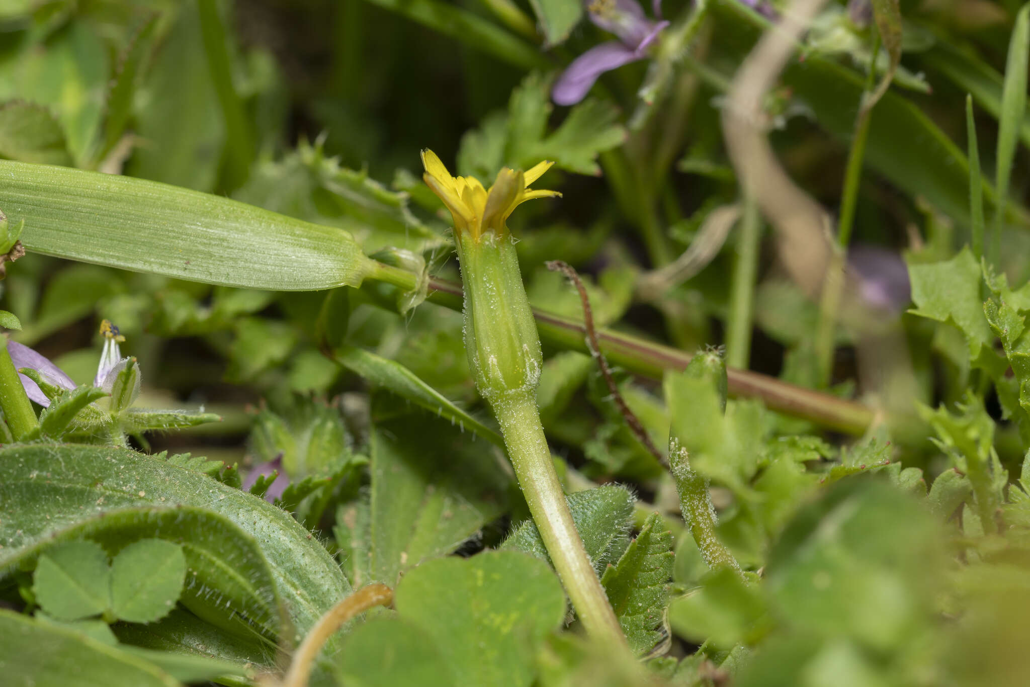 Image of Hyoseris scabra L.