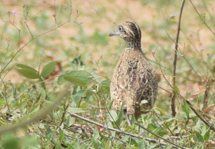 Image of Barred Buttonquail