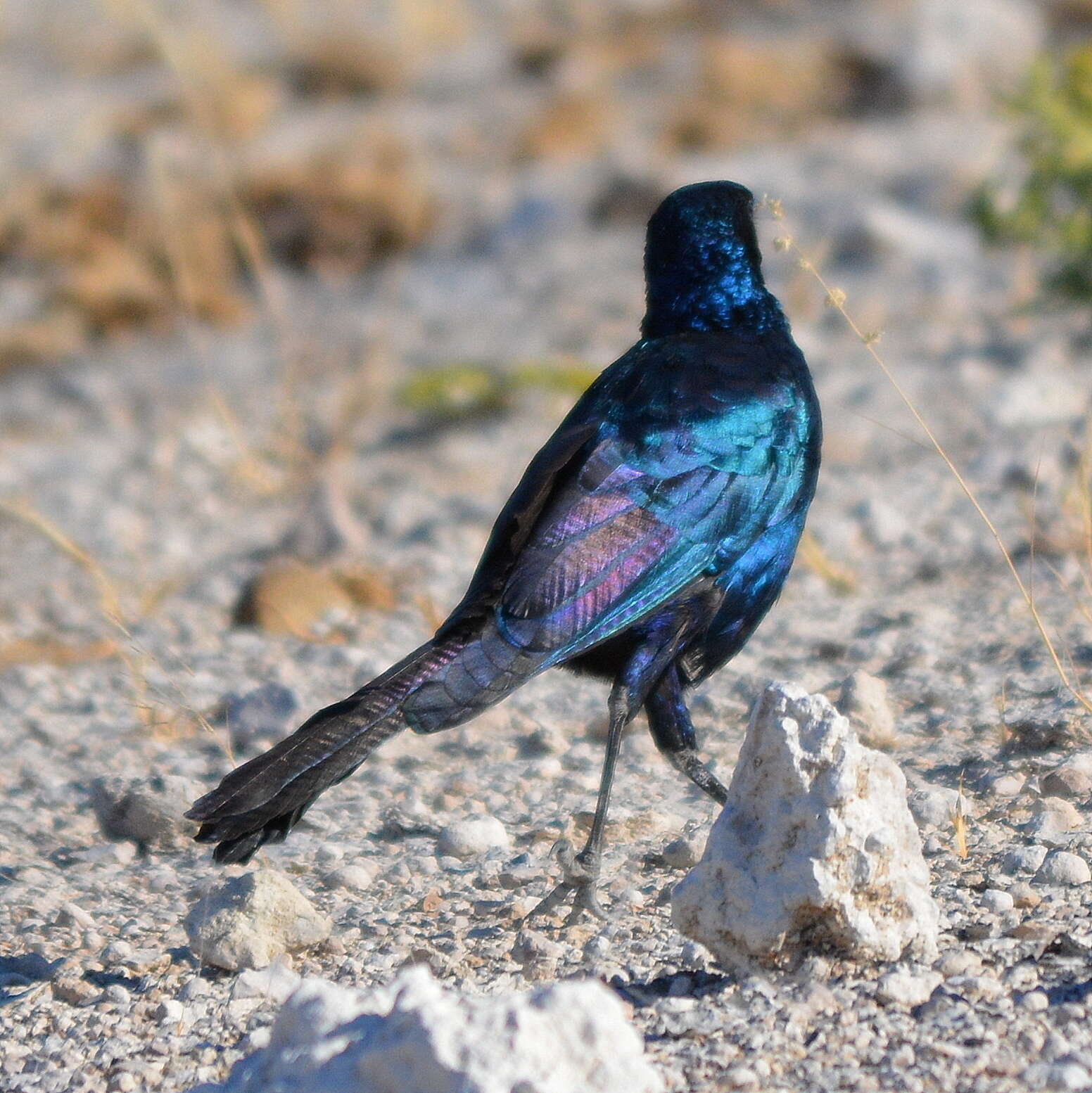 Image of Burchell's Glossy-Starling