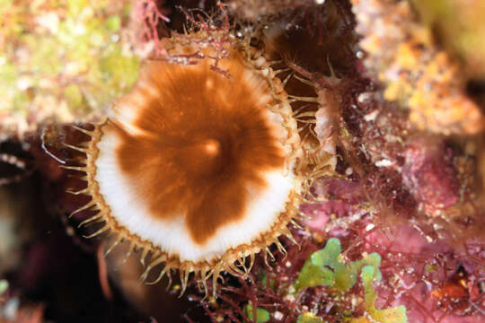 Image of button polyps