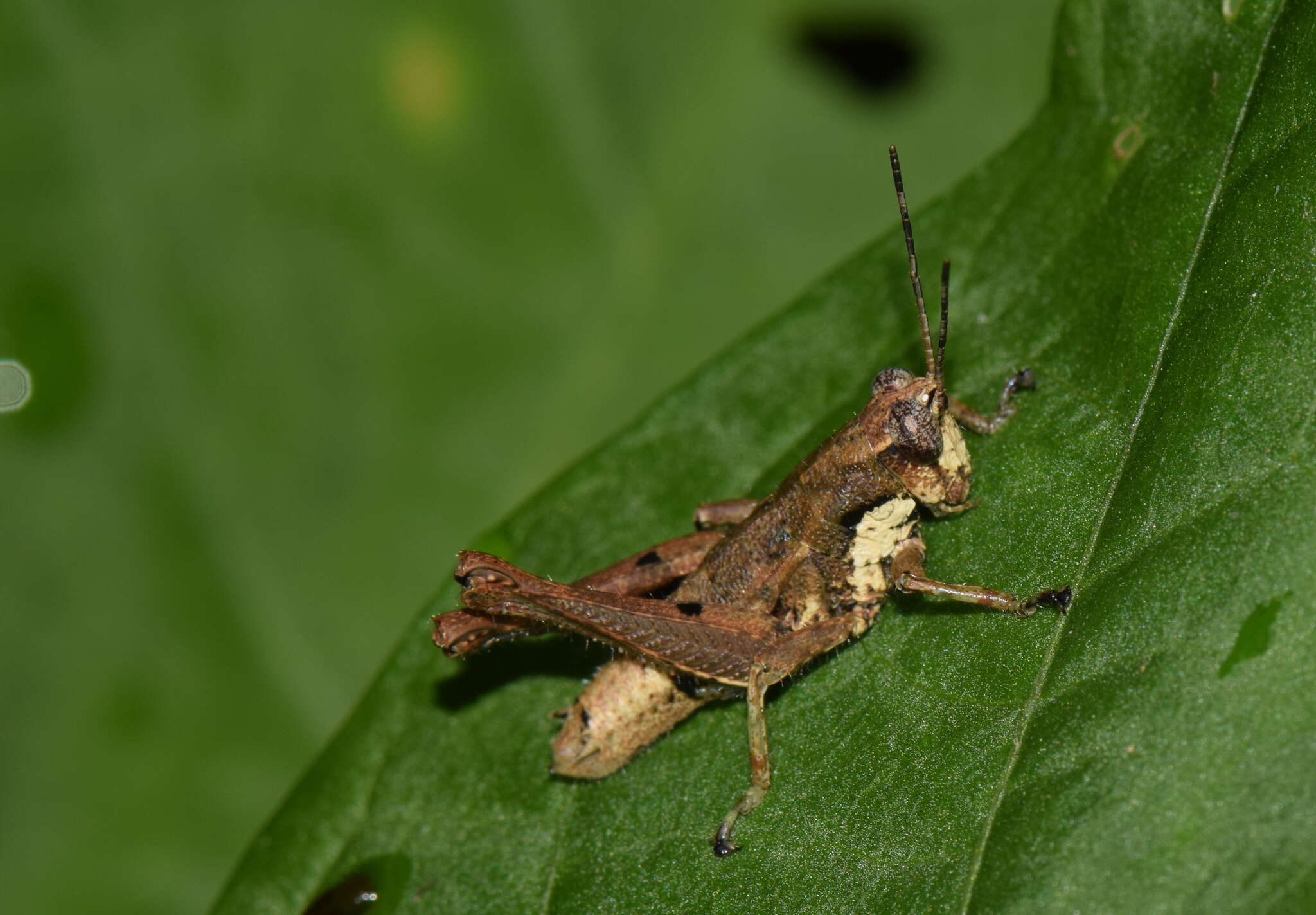 صورة Robustusacris balzapambae (Rehn & J. A. G. 1913)