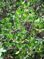 Image of yamstick mangrove