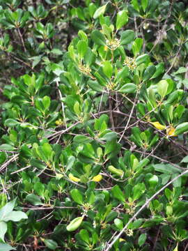 Image de Scyphiphora hydrophylacea C. F. Gaertn.