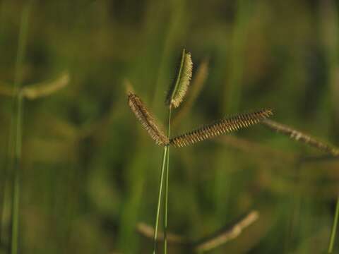 Image of Dactyloctenium geminatum Hack.