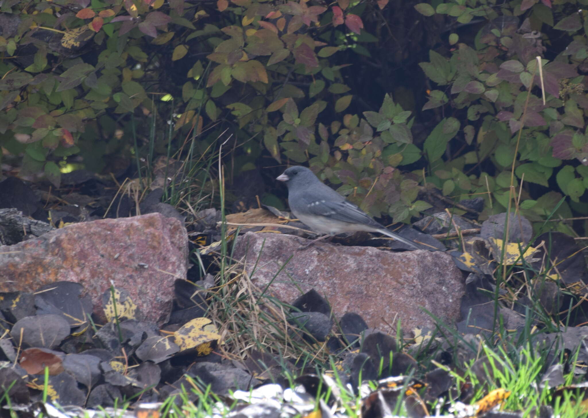 Image of White-winged Junco