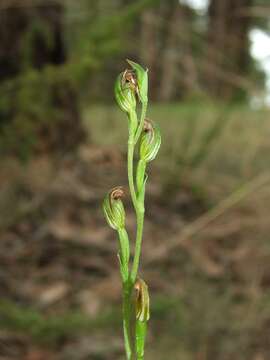 Image of Pterostylis clivosa