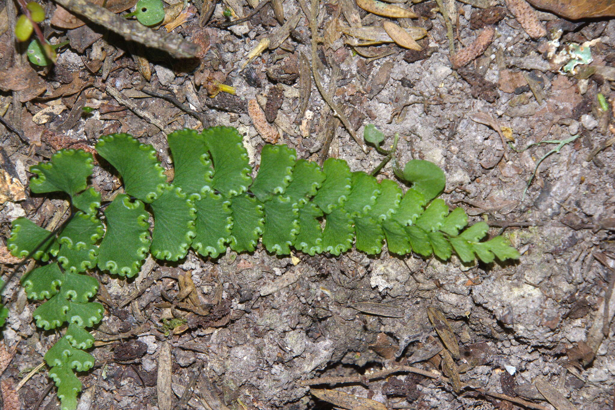 Image of Adiantum diaphanum Bl.