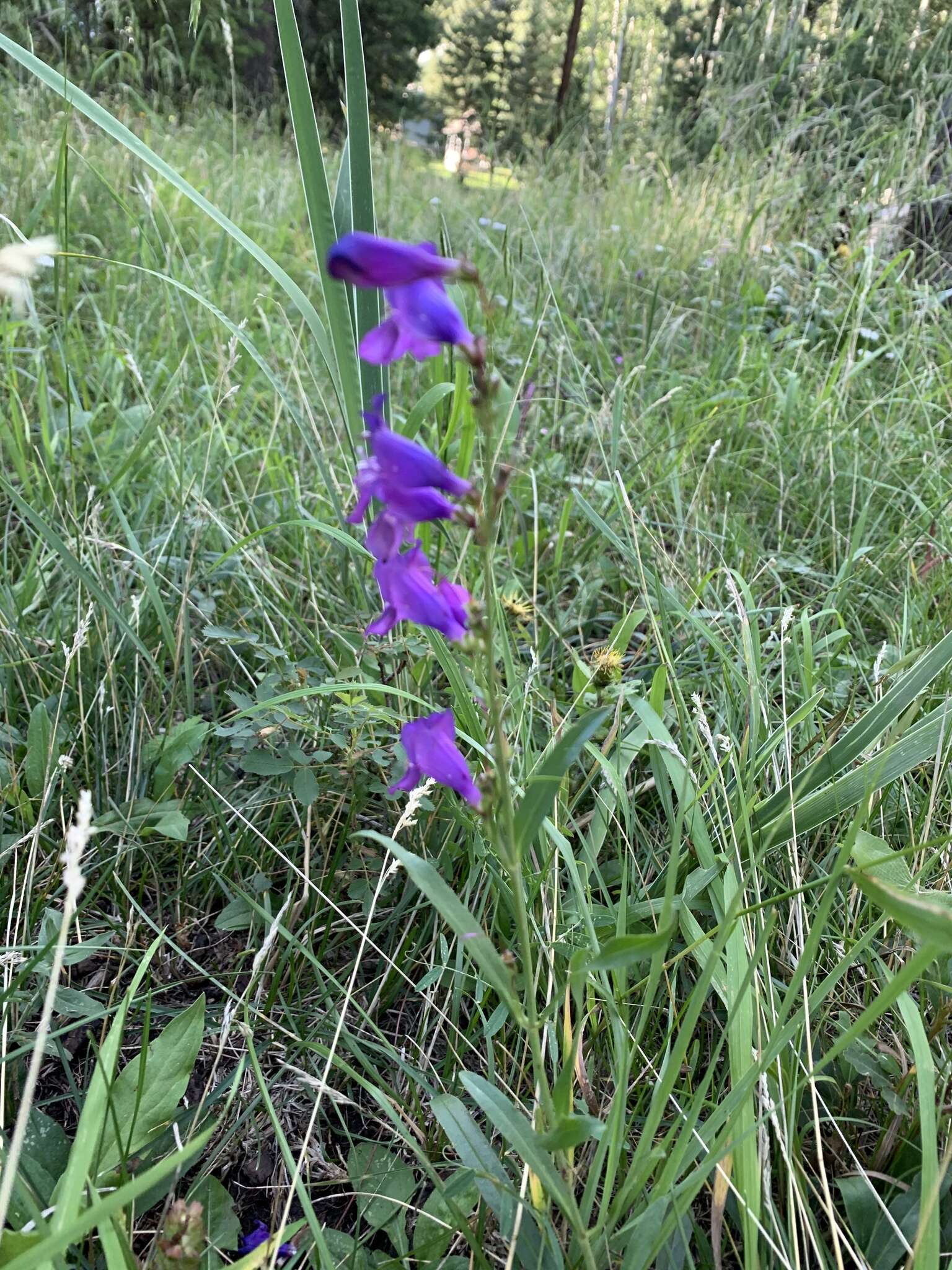 Image of New Mexico beardtongue