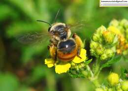 Image of Eucera pekingensis Yasumatsu 1946