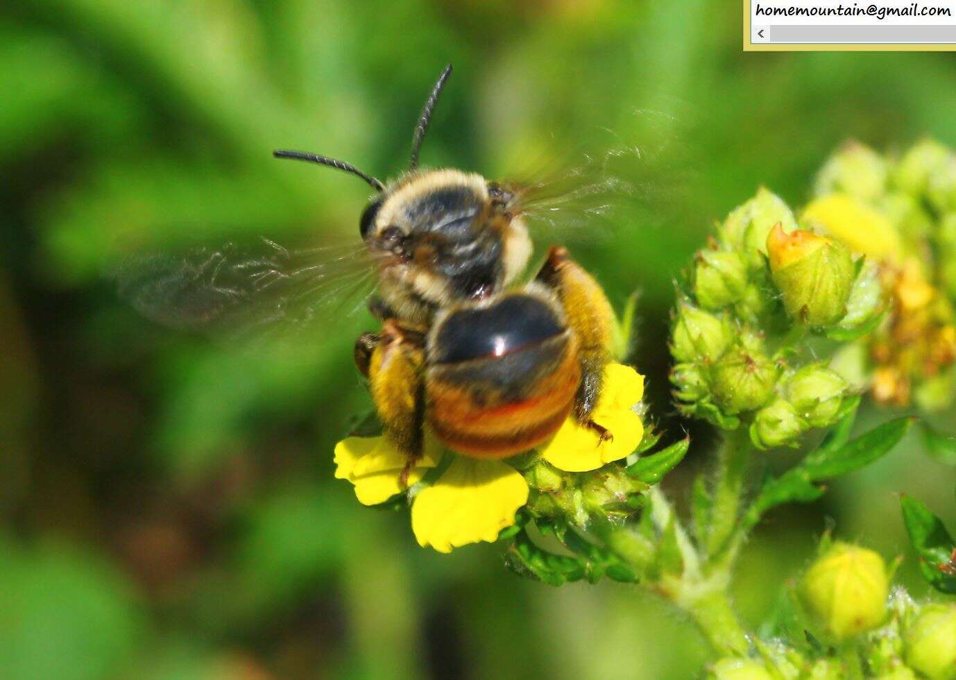 Image of Eucera pekingensis Yasumatsu 1946