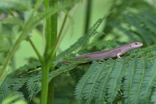 Image de Trachylepis boulengeri (Sternfeld 1911)