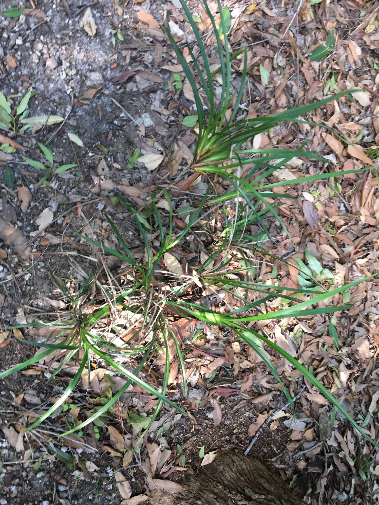 Image of Dianella caerulea var. assera R. J. F. Hend.