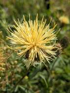 Image of Centaurea collina L.