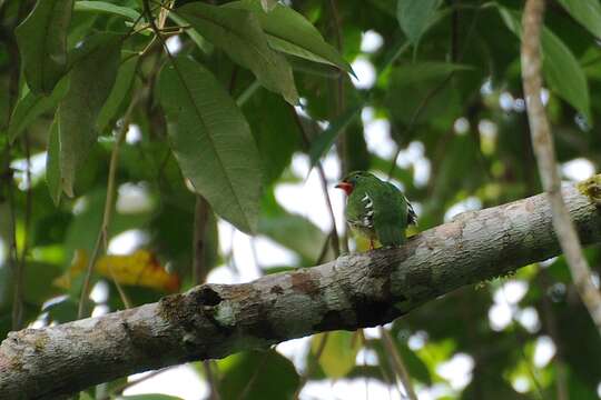 Image of Fiery-throated Fruiteater