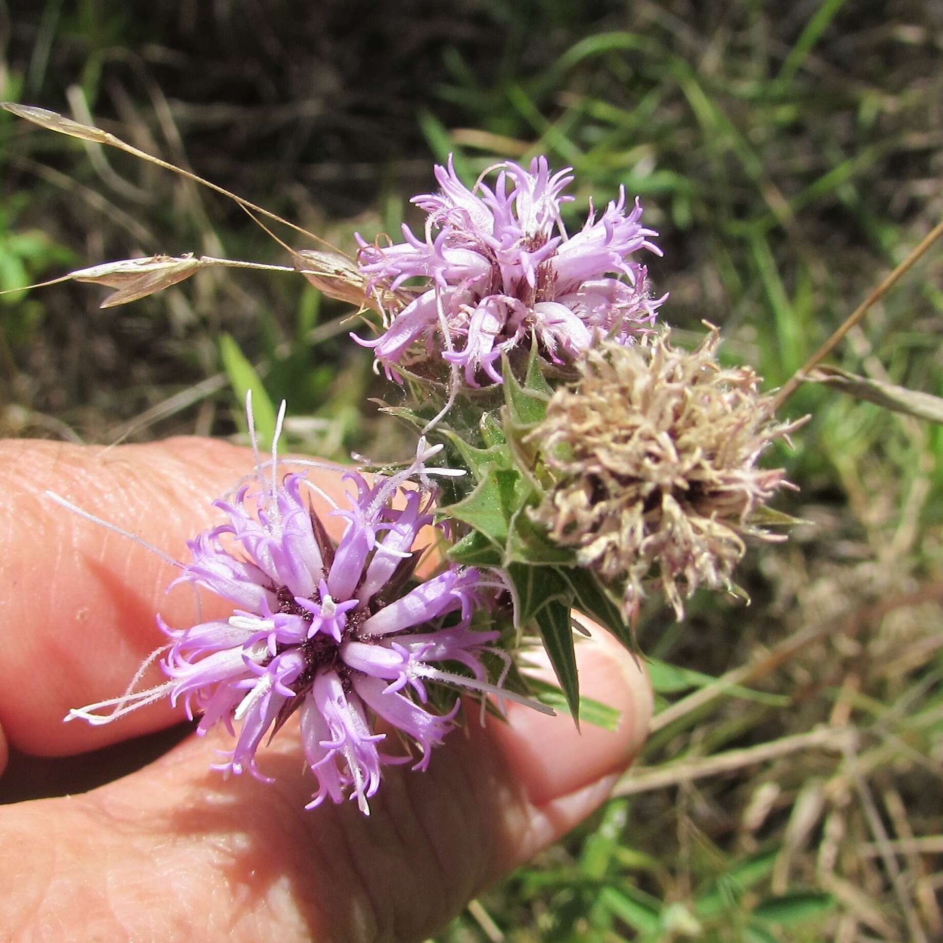 Слика од Liatris squarrosa (L.) Michx.