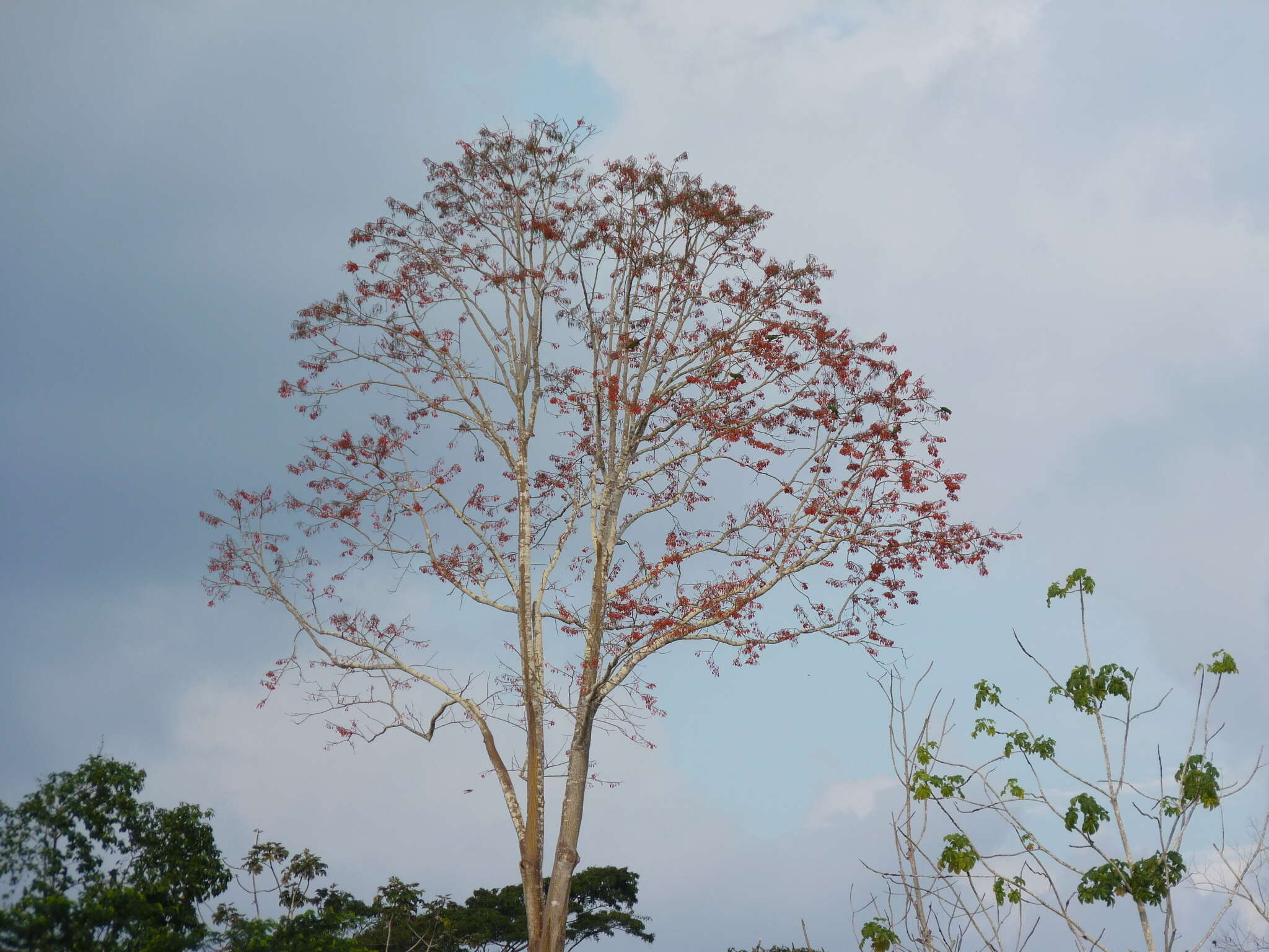 Image of Erythrina ulei Harms