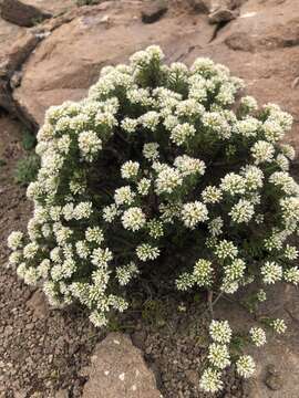 Image of Crassula sarcocaulis subsp. rupicola Tölken