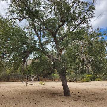 Image of brandegee oak