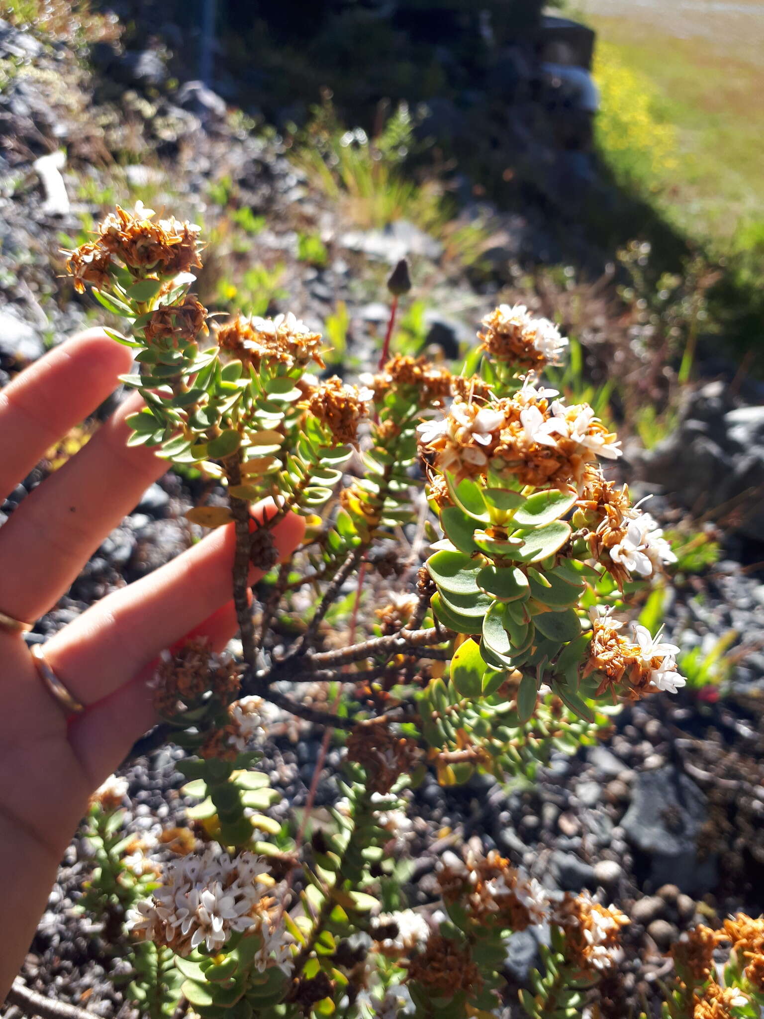 Image of Veronica pinguifolia Hook. fil.