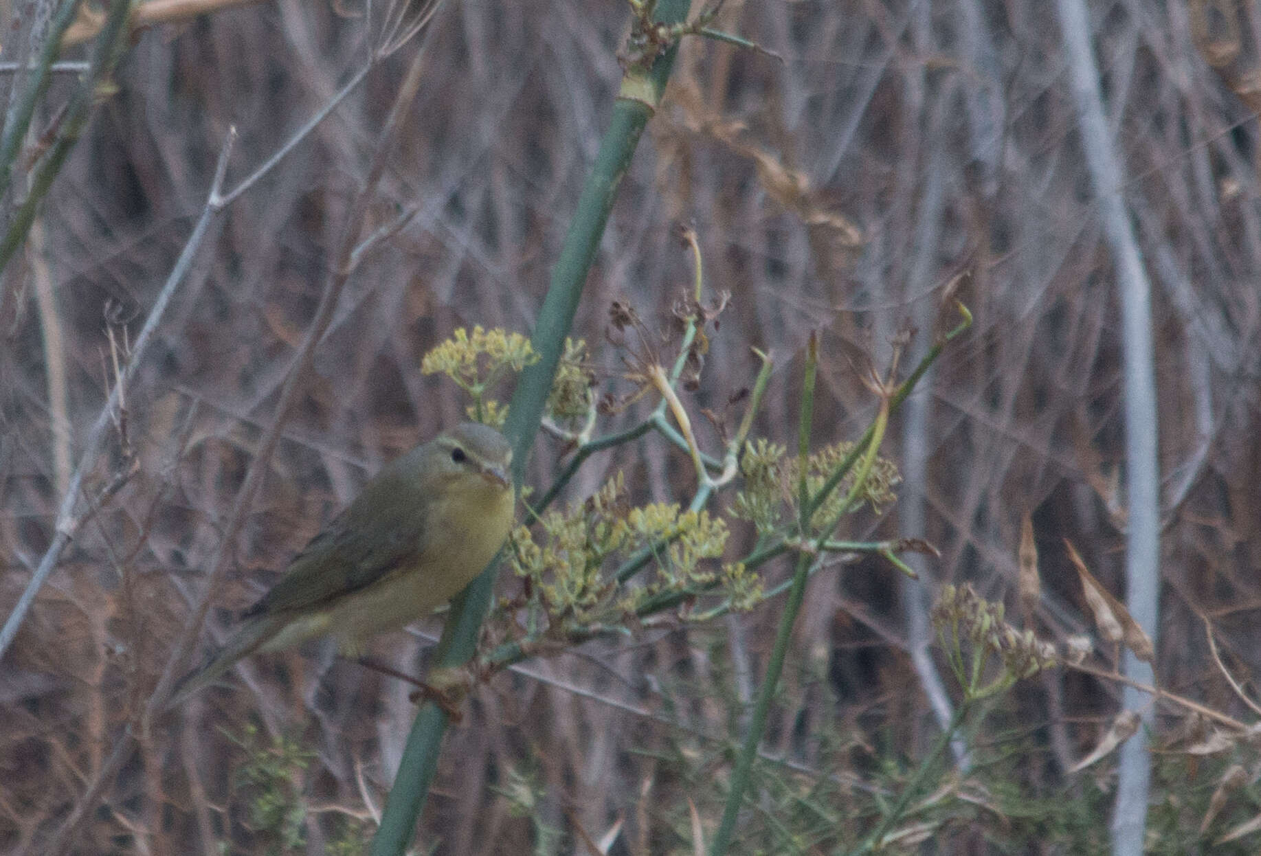 Image of Willow Warbler