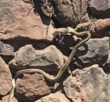 Image of Baird's Patchnose Snake