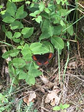 Image of Piedmont Ringlet