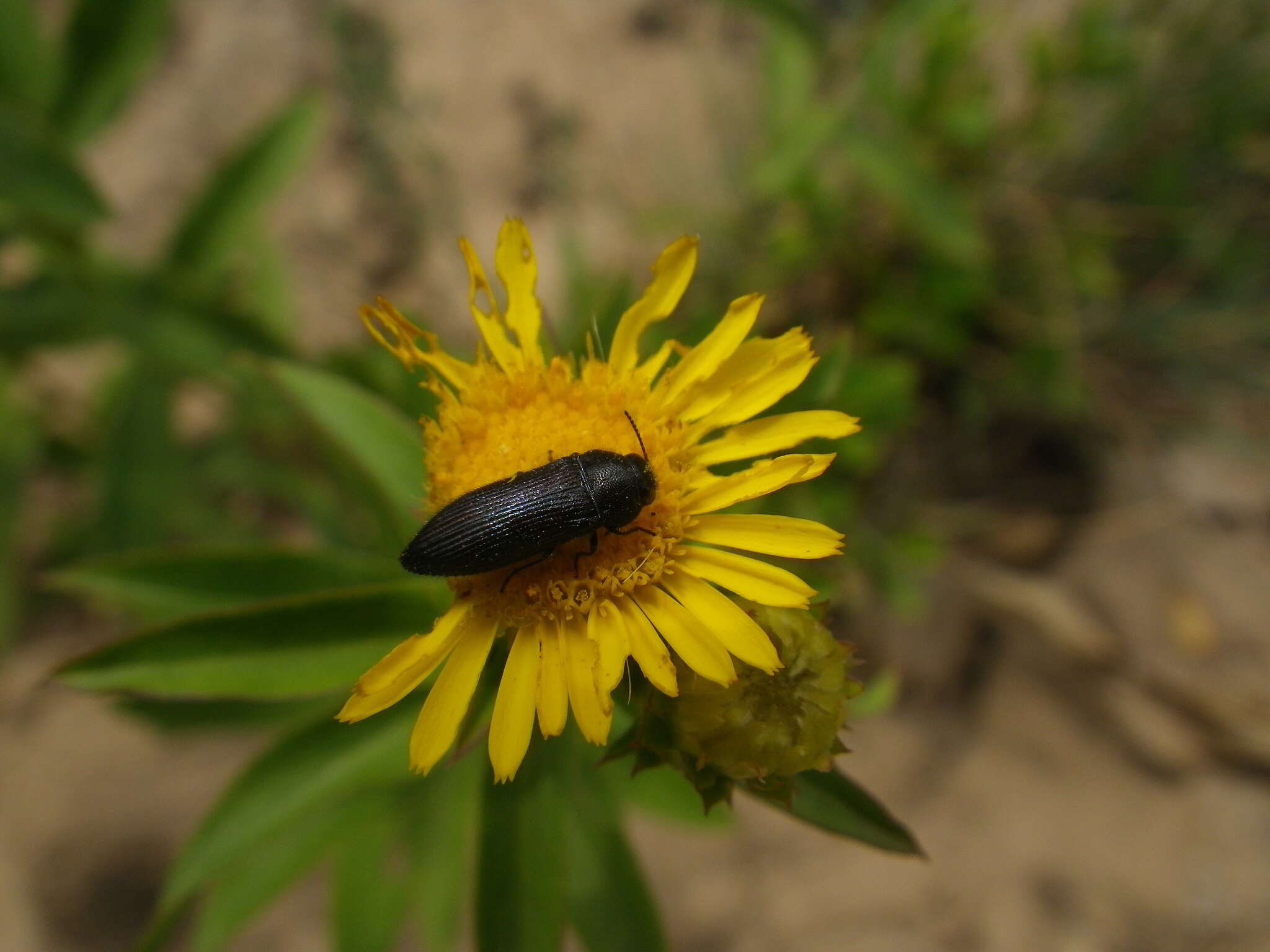 Image of Acmaeodera quadrifasciata prunneri Spinola 1838