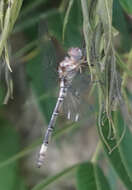 Image of Pale-faced Clubskimmer