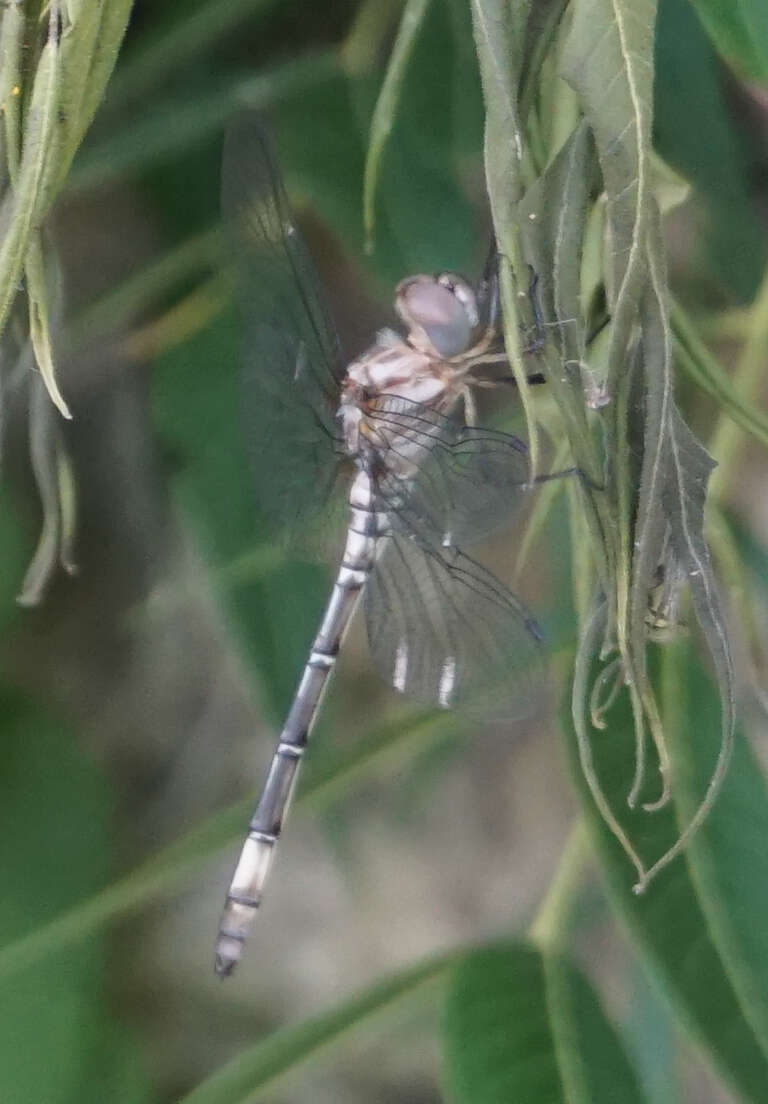 Image of Pale-faced Clubskimmer