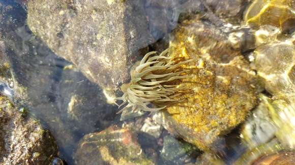 Image of grass crack anemone