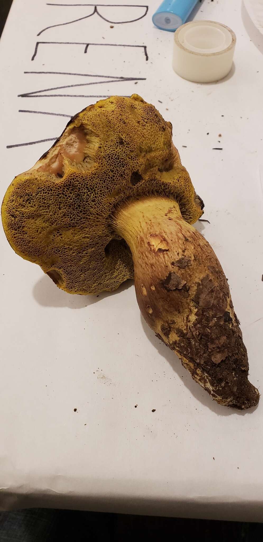 Image of Aureoboletus citriniporus (Halling) Klofac 2010