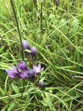 Image of chiltern gentian