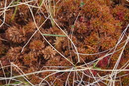 Image de Sphagnum steerei Andrus 1988