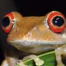 Image of Böhme's Bright-eyed Frog