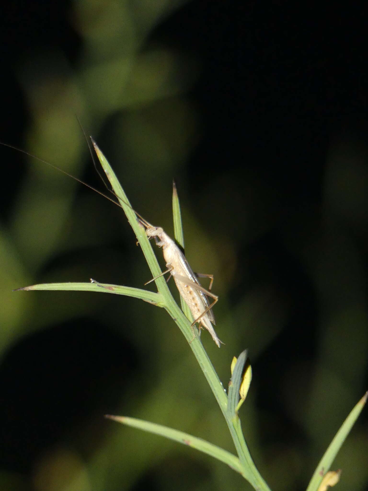 Image of Oecanthus dulcisonans Gorochov 1993