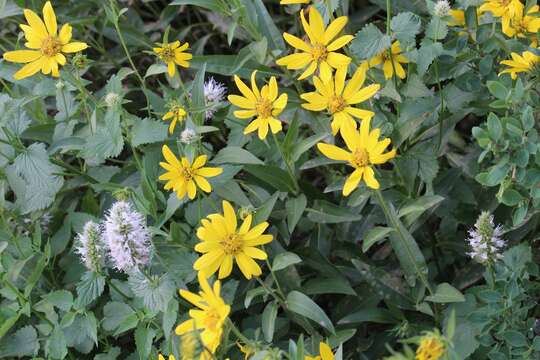 Sivun Helianthella uniflora (Nutt.) Torr. & A. Gray kuva