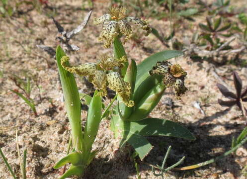 Image of Ferraria parva Goldblatt & J. C. Manning