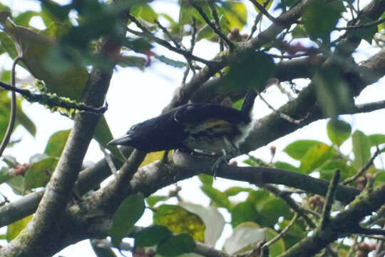 Image of Spot-crowned Barbet