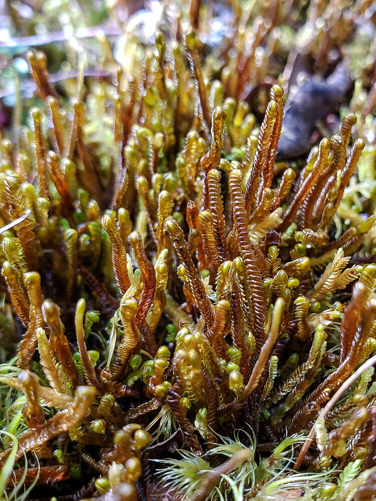 Image of Syzygiella colorata (Lehm.) K. Feldberg, Vána, Hentschel & Heinrichs