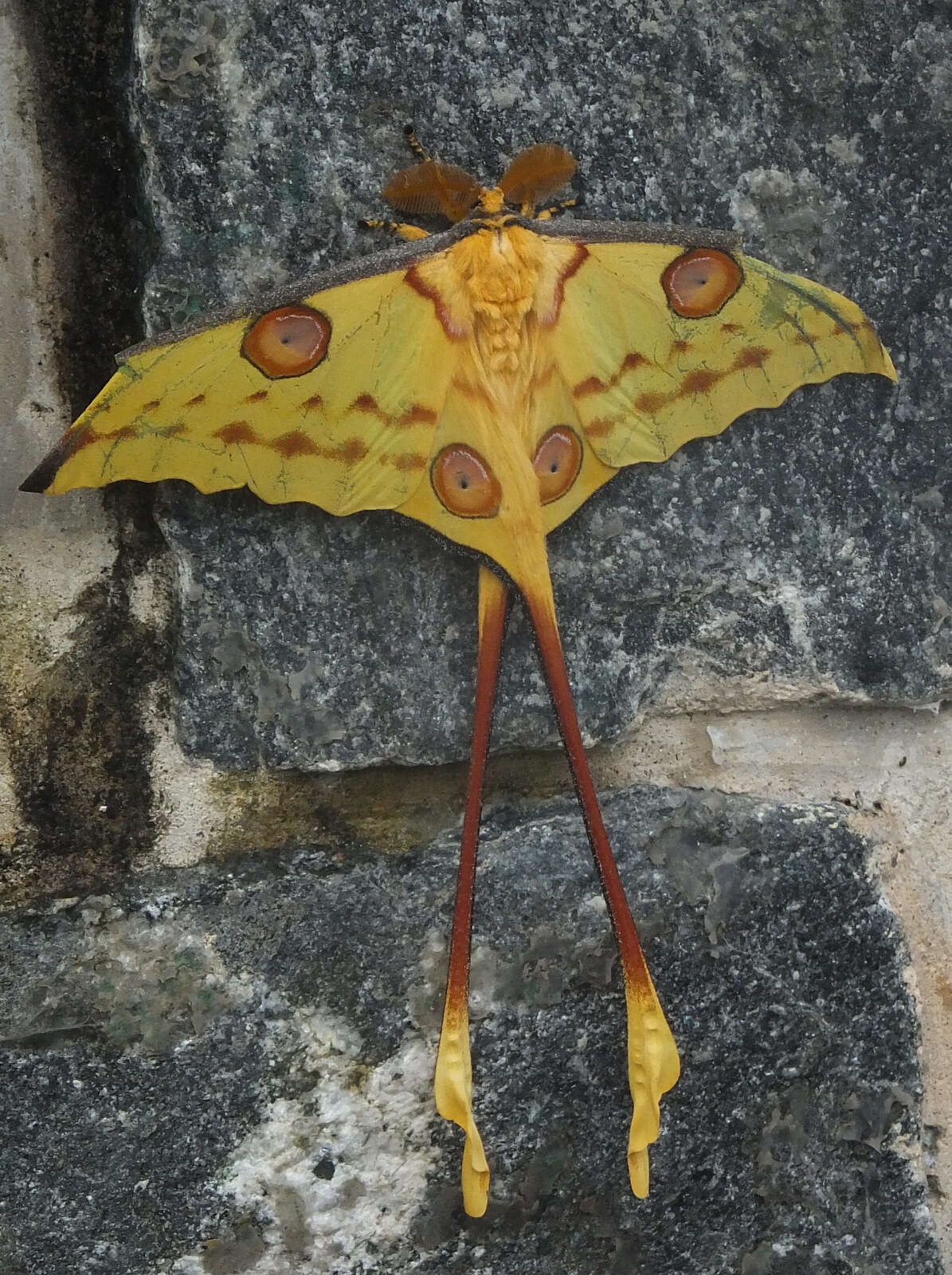 Image of comet moth