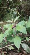 Image of purple cestrum