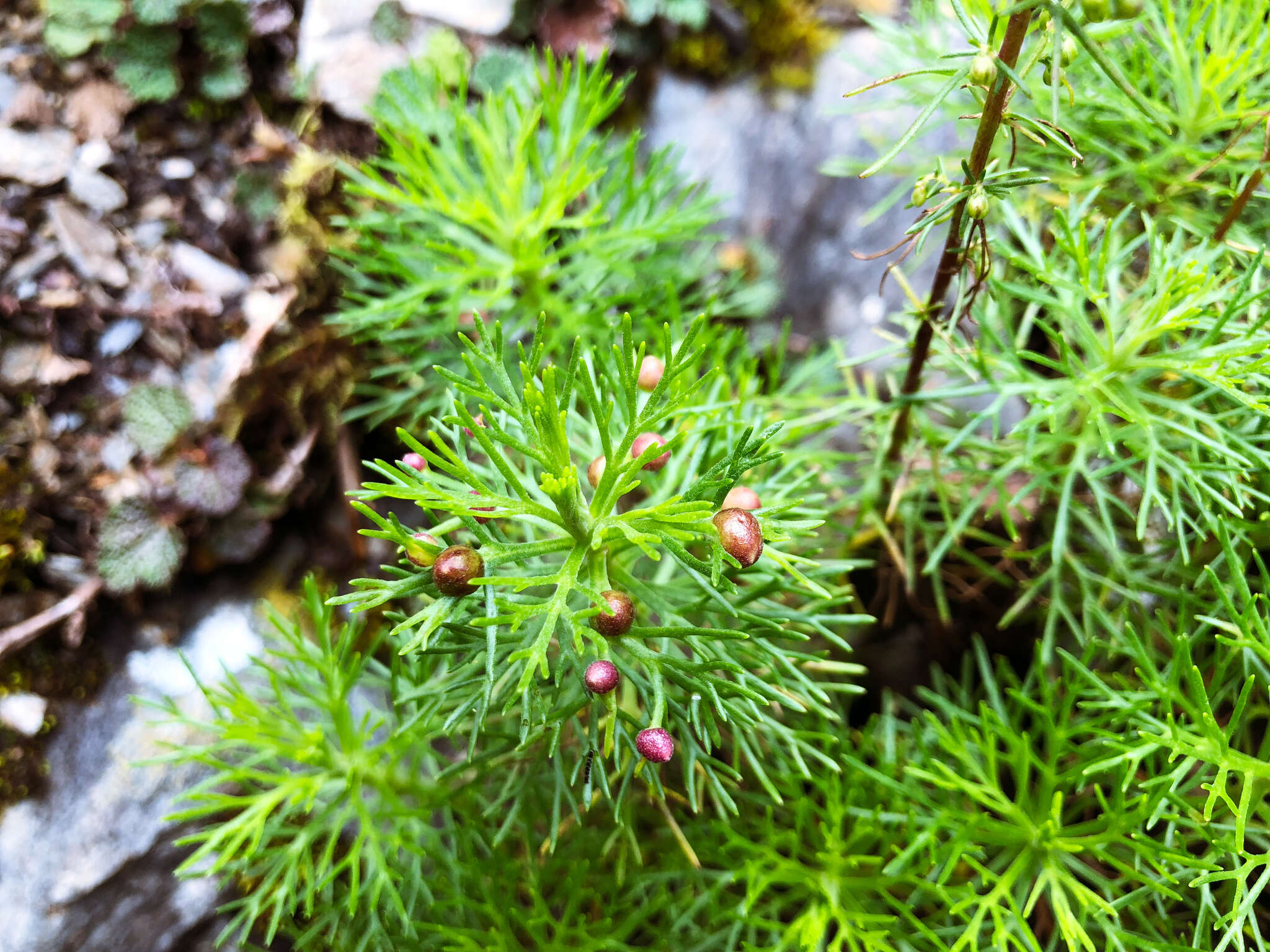 Image of Artemisia morrisonensis Hayata