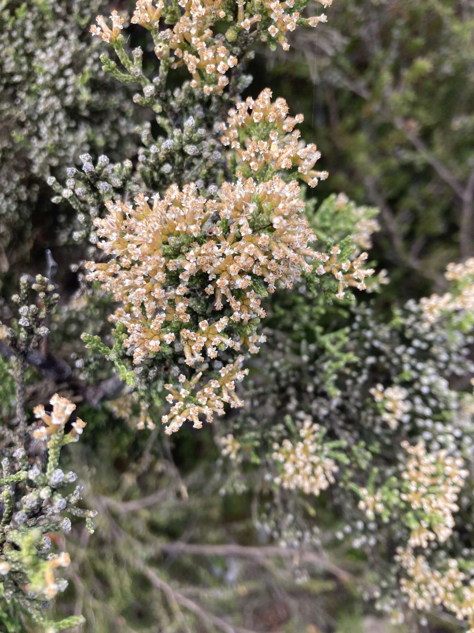 Image of Ozothamnus hookeri Sond.