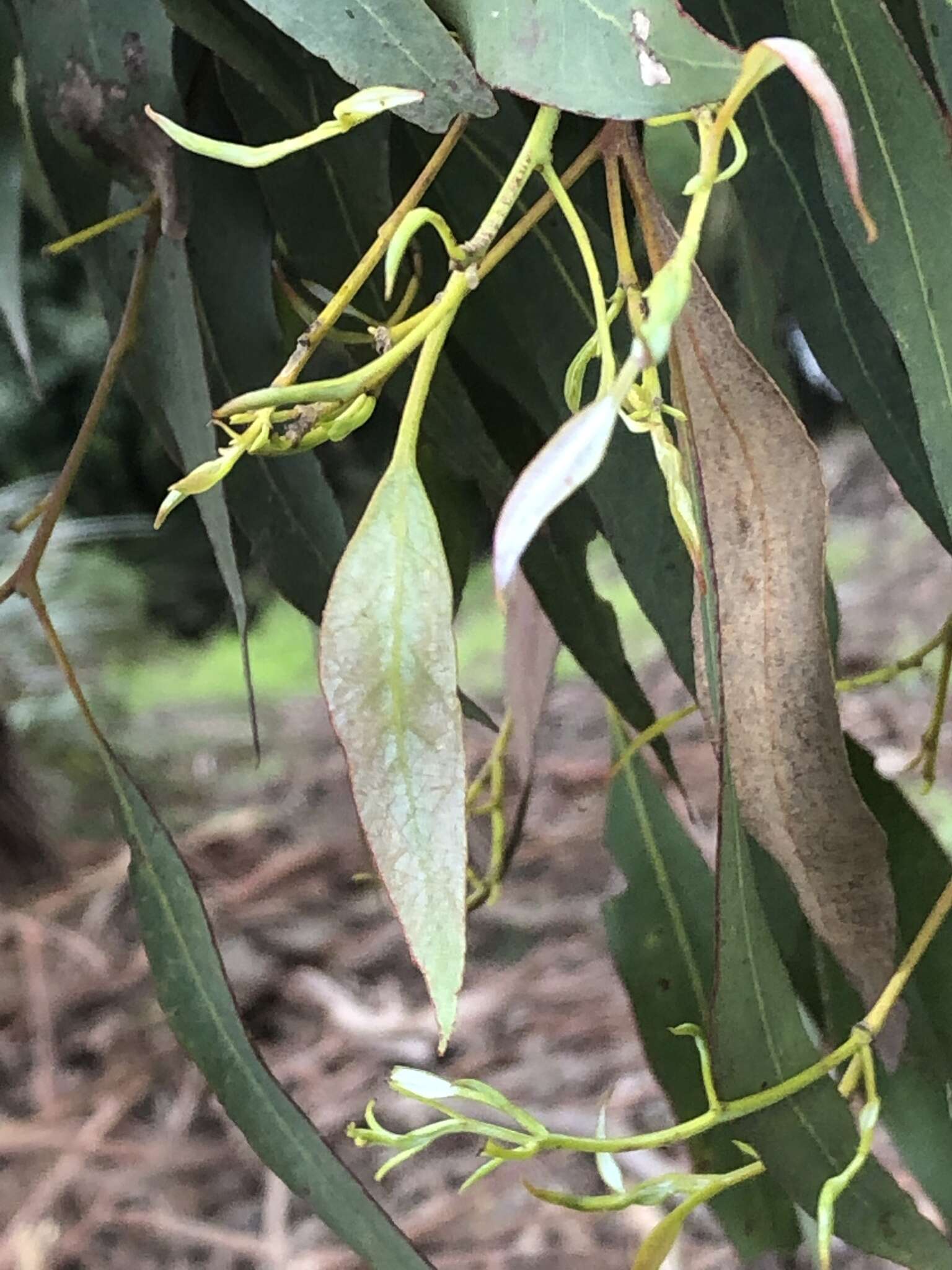 Imagem de Eucalyptus strzeleckii K. Rule