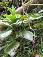 Image de Digitalis sceptrum L. fil.