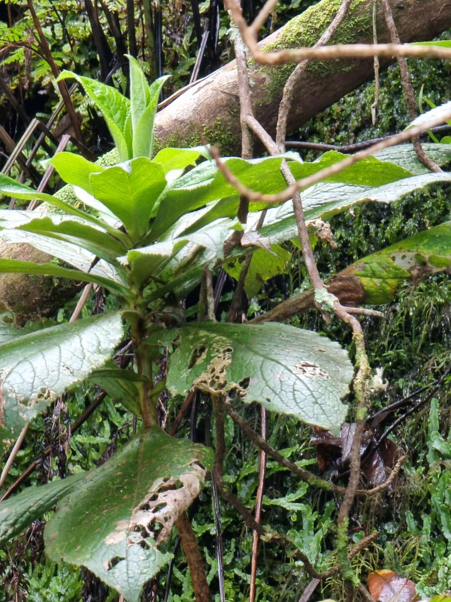 Imagem de Digitalis sceptrum L. fil.