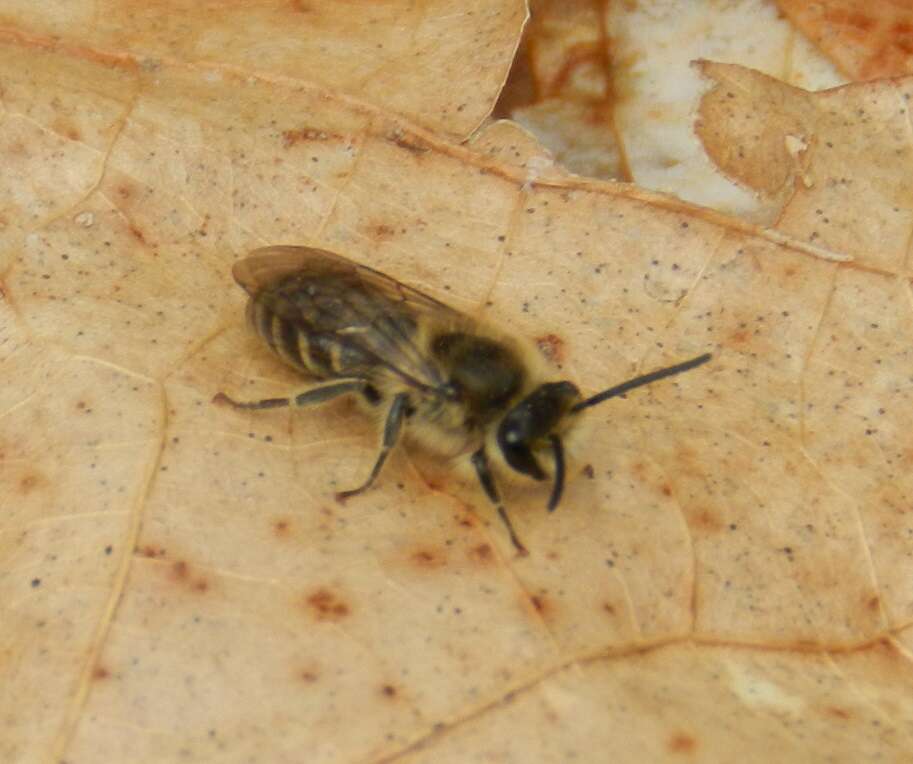 Sivun Colletes inaequalis Say 1837 kuva